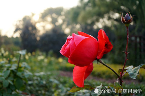 甲沟与甲根_甲木根甲_歌手根甲新歌