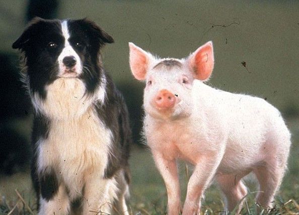 男猪和什么属相配_属狗和属猪_猪羊狗赛跑开始时猪不见了它去哪了