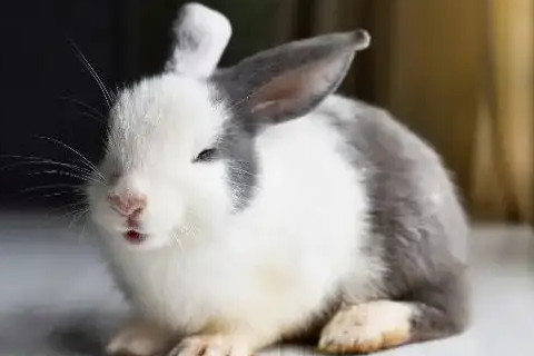 几月出生属兔 属兔年犯太岁最凶的属相怎么化解