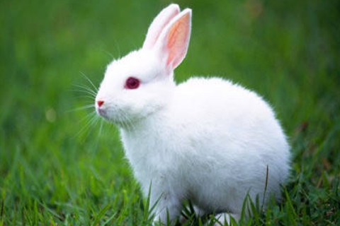 生肖兔和什么生肖最不合 属兔的克星是什么属相