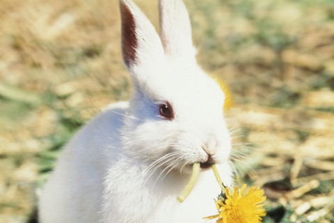 生肖兔和什么生肖最不合 属兔的克星是什么属相