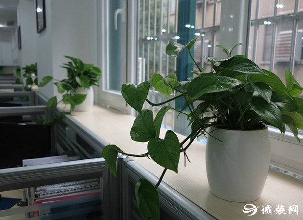 办公室植物风水布局图_适合办公室的植物风水_室内放什么植物最旺人风水