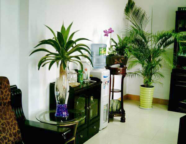 适合办公室的植物风水_办公室植物风水布局图_室内放什么植物最旺人风水