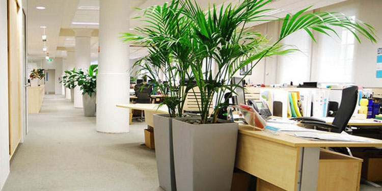 室内放什么植物最旺人风水_适合办公室的植物风水_办公室植物风水布局图