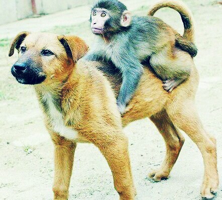 女猴男狗属婚姻与家庭_属狗和属猴的合不合_属马和猴生个属什么好