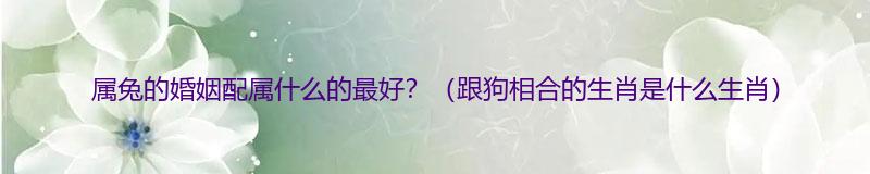 属兔的婚姻配属什么的最好?（跟狗相合的生肖是什么生肖）