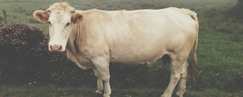 生肖牛和什么生肖最不能配 属牛的和什么属相相冲