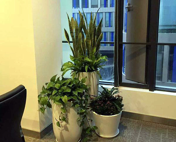 办公室摆件风水布局图_办公室风水植物大全,办公室风水植物布局知识_两室风水最好的户型图