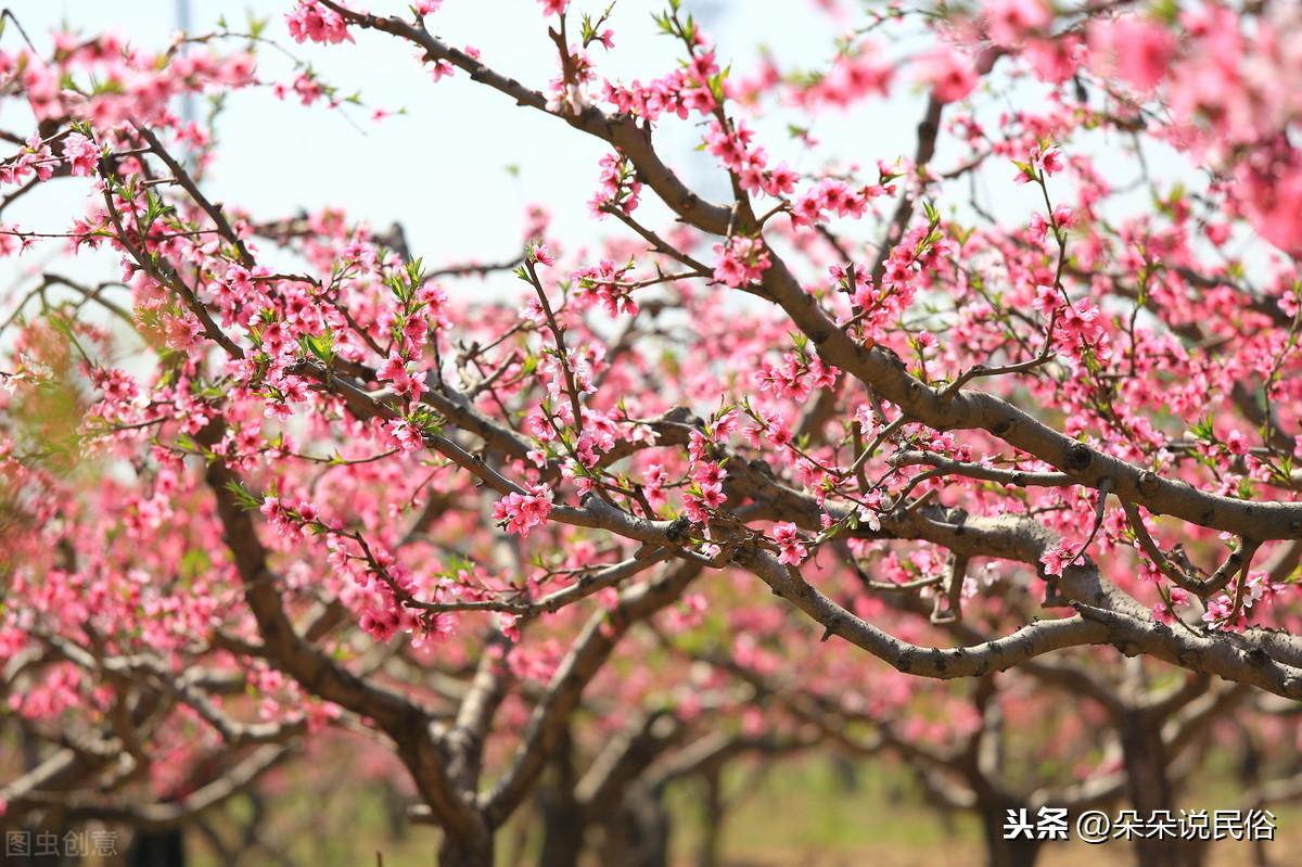 宅院风水大忌_宅院栽树风水_农村住宅周围栽树风水