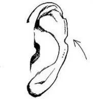 耳朵招风耳面相特征_耳朵大 面相_男人面相之耳朵图解