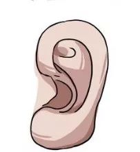 男人面相之耳朵图解_耳朵招风耳面相特征_耳朵大 面相
