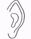 耳朵大 面相_男人面相之耳朵图解_耳朵招风耳面相特征
