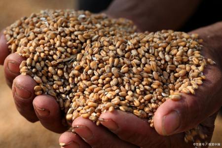 2014年10预测月山东滨州小麦今日价格_小麦价格预测周易_小麦价格行情预测