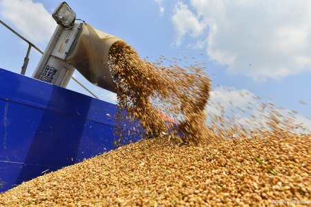 小麦价格预测周易_小麦价格行情预测_2014年10预测月山东滨州小麦今日价格