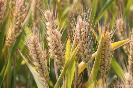 2014年10预测月山东滨州小麦今日价格_小麦价格行情预测_小麦价格预测周易