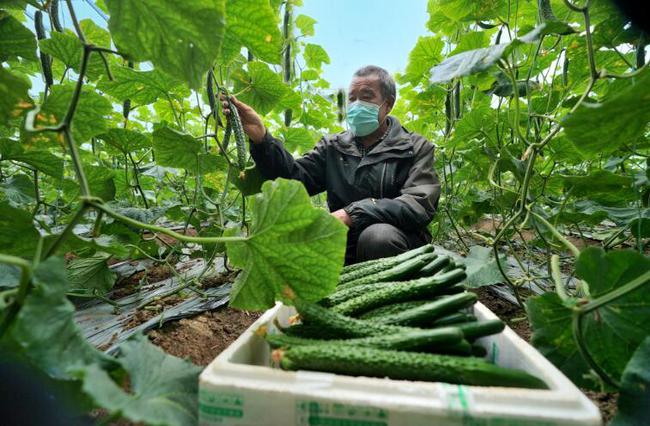 农业专业种植合作社_农业合作社和农民专业合作社_农业种植专业合作社的起名