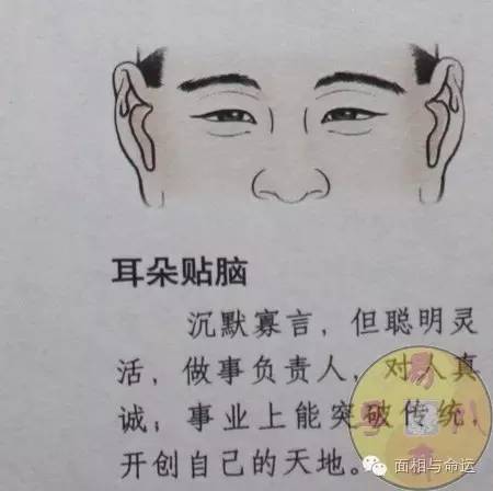 耳朵仓眼的相学说法_耳朵相学图解_相学耳朵长毛