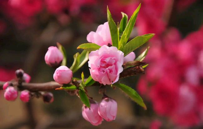 七杀坐桃花和桃花煞的区别_八字桃花坐七杀_七杀坐桃花