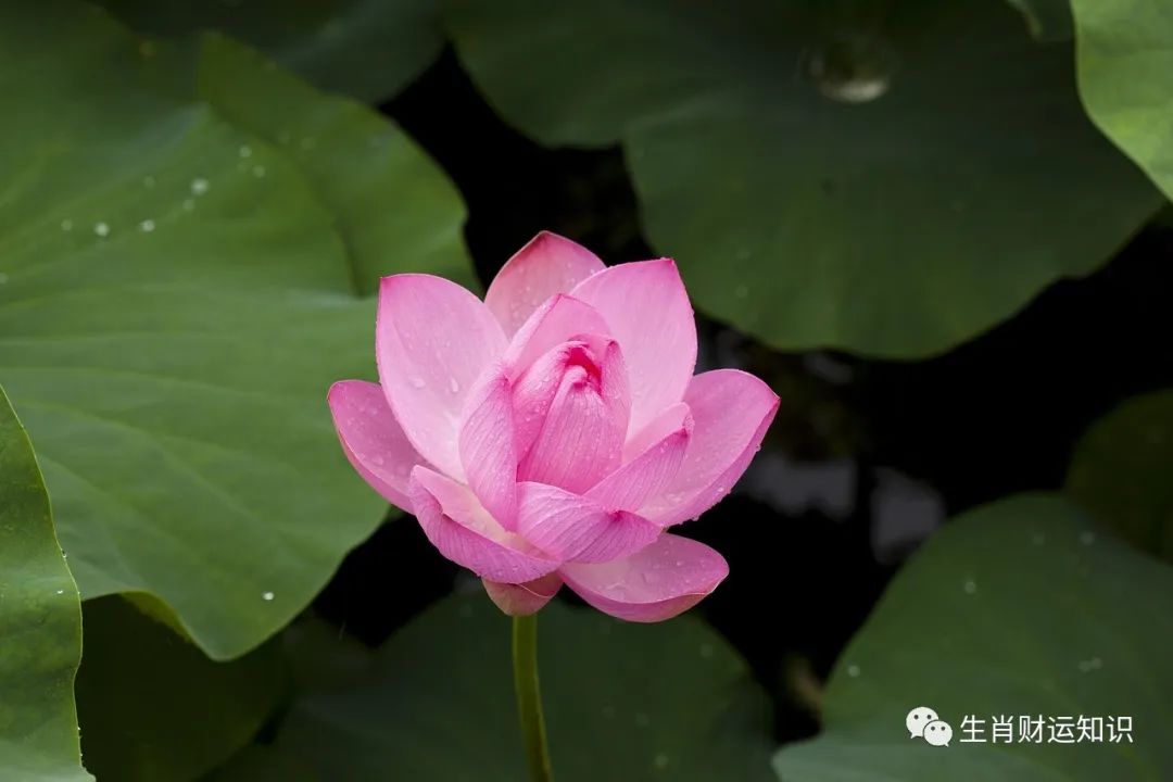 属鼠的属鸡_属鼠属鸡的婚姻怎么样_男属鸡女属鼠有财运吗