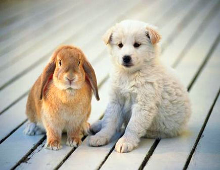 属兔人狗狗取什么名字吉利_属兔和属狗的人在一起了会怎么样_属兔狗年