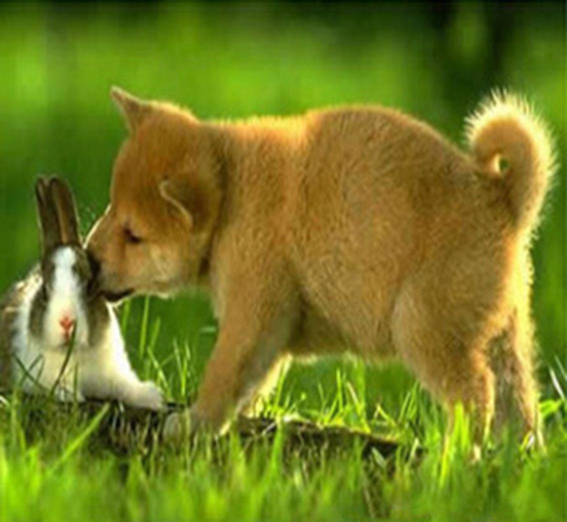 属兔和属狗的人在一起了会怎么样_属兔狗年_属兔人狗狗取什么名字吉利